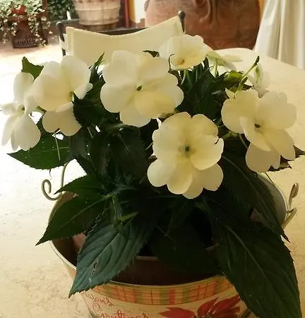 Casa Carlotta Nocleg ze śniadaniem